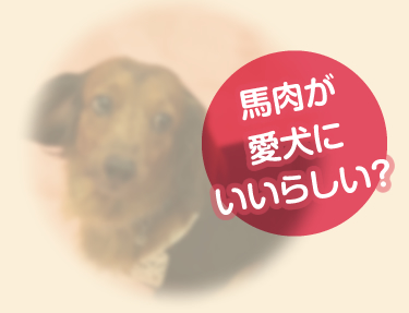 馬肉が愛犬にいいらしい？